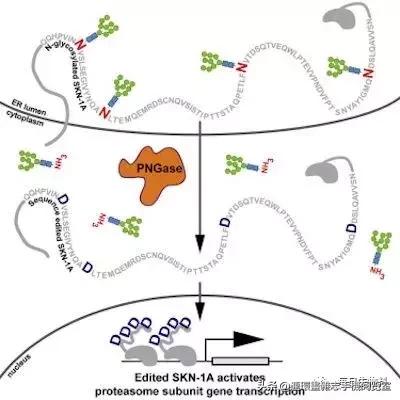 基因编辑最新研究进展,abcc11基因编辑研究进展