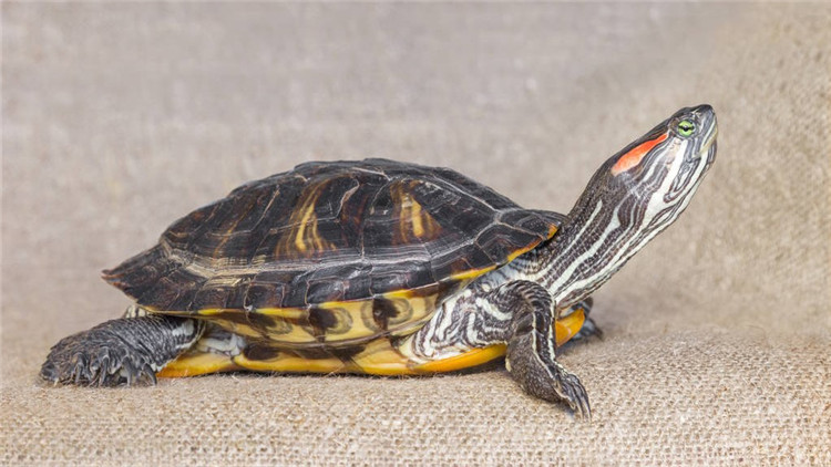天气冷乌龟不吃食,乌龟不开口吃食怎么办
