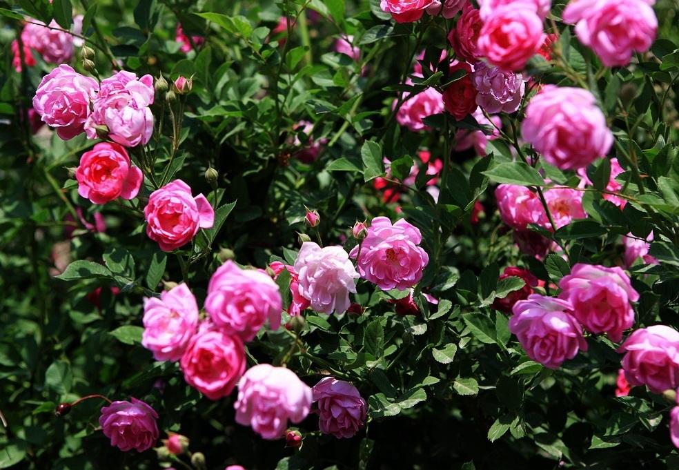 世界哪里的玫瑰最出名,中国哪里的玫瑰最好