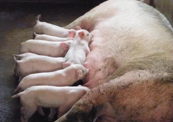 母猪奶水不好能让别的母猪代养吗,母猪奶水少如何快速有效解决