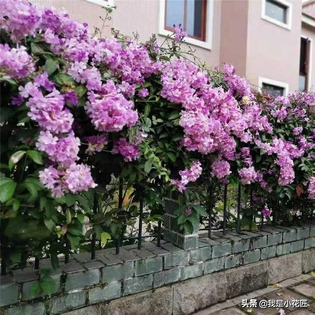 适合阳台种植的爬藤植物都有哪些,家庭阳台种什么爬藤植物比较好