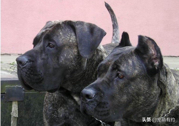 世界上最凶猛的，当仁不让的王者，是加纳利犬，还是那不勒斯獒犬