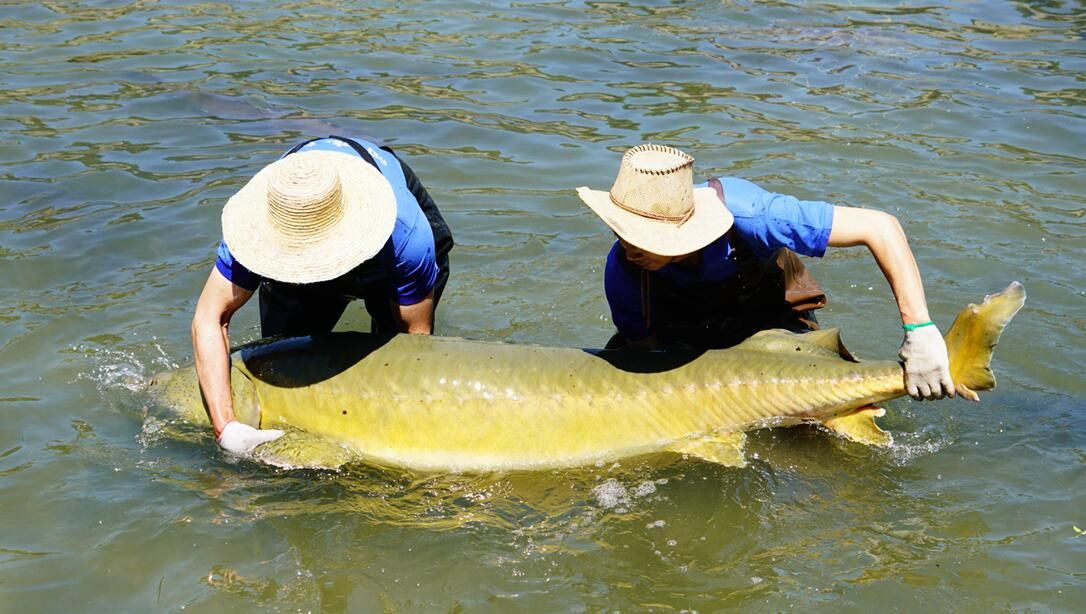 黑鲟鱼子酱,鲟鱼子酱被称为护肤品的黑黄金