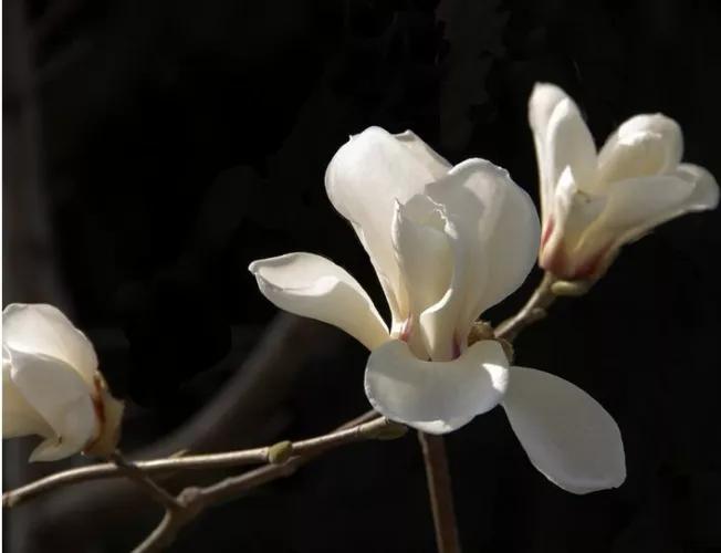 绣球花的花瓣好漂亮！等等，你确定那是花瓣？