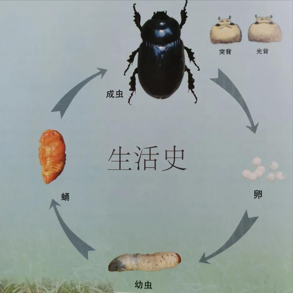 淡水龟的防治方法,猪鼻龟病虫害防治