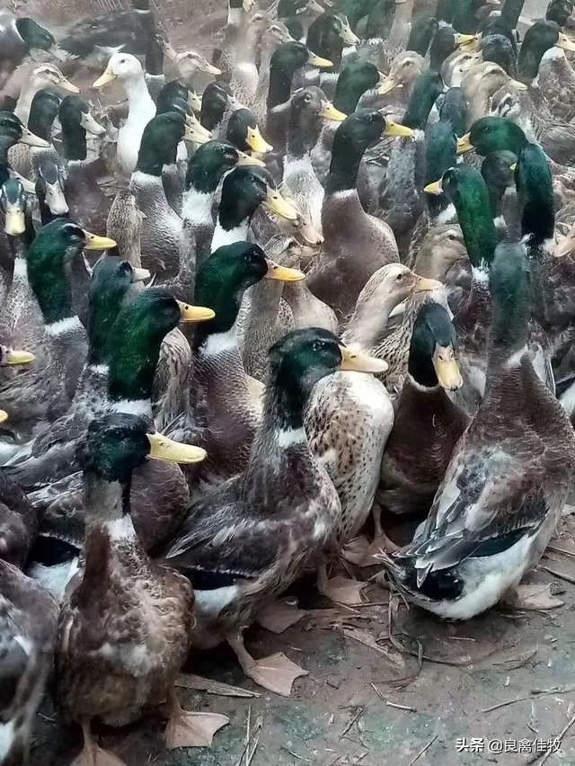 鸭预防程序,鸭的预防程序