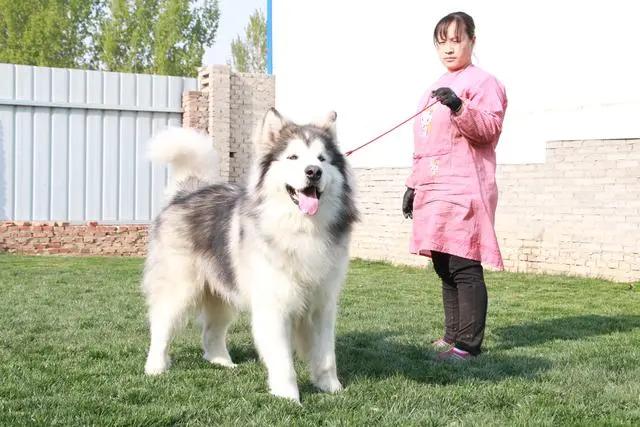 怎么挑长毛阿拉斯加,长毛阿拉斯加