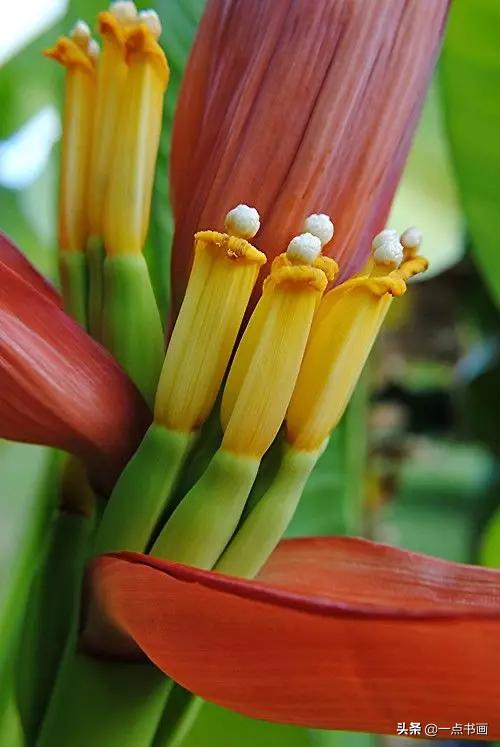 芭蕉叶画法教程,国画芭蕉画法视频