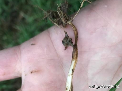 低温来临小麦如何管理,积雪对小麦有利影响
