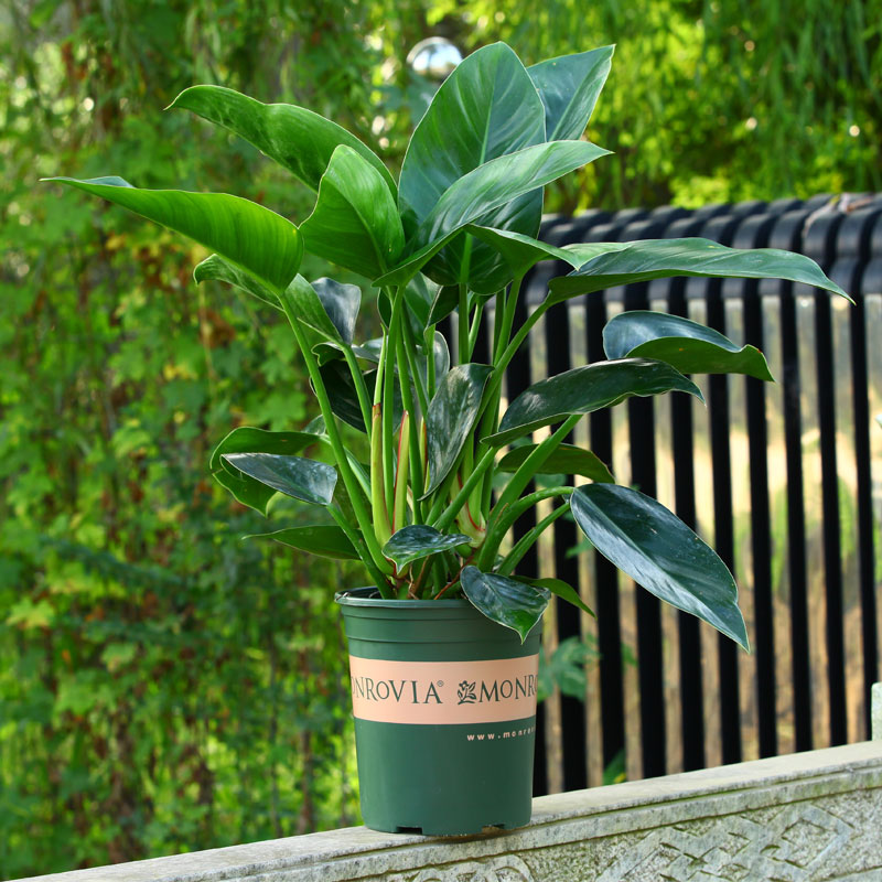 适合阳光暴晒的观叶绿植,适合室内养的高端观叶绿植