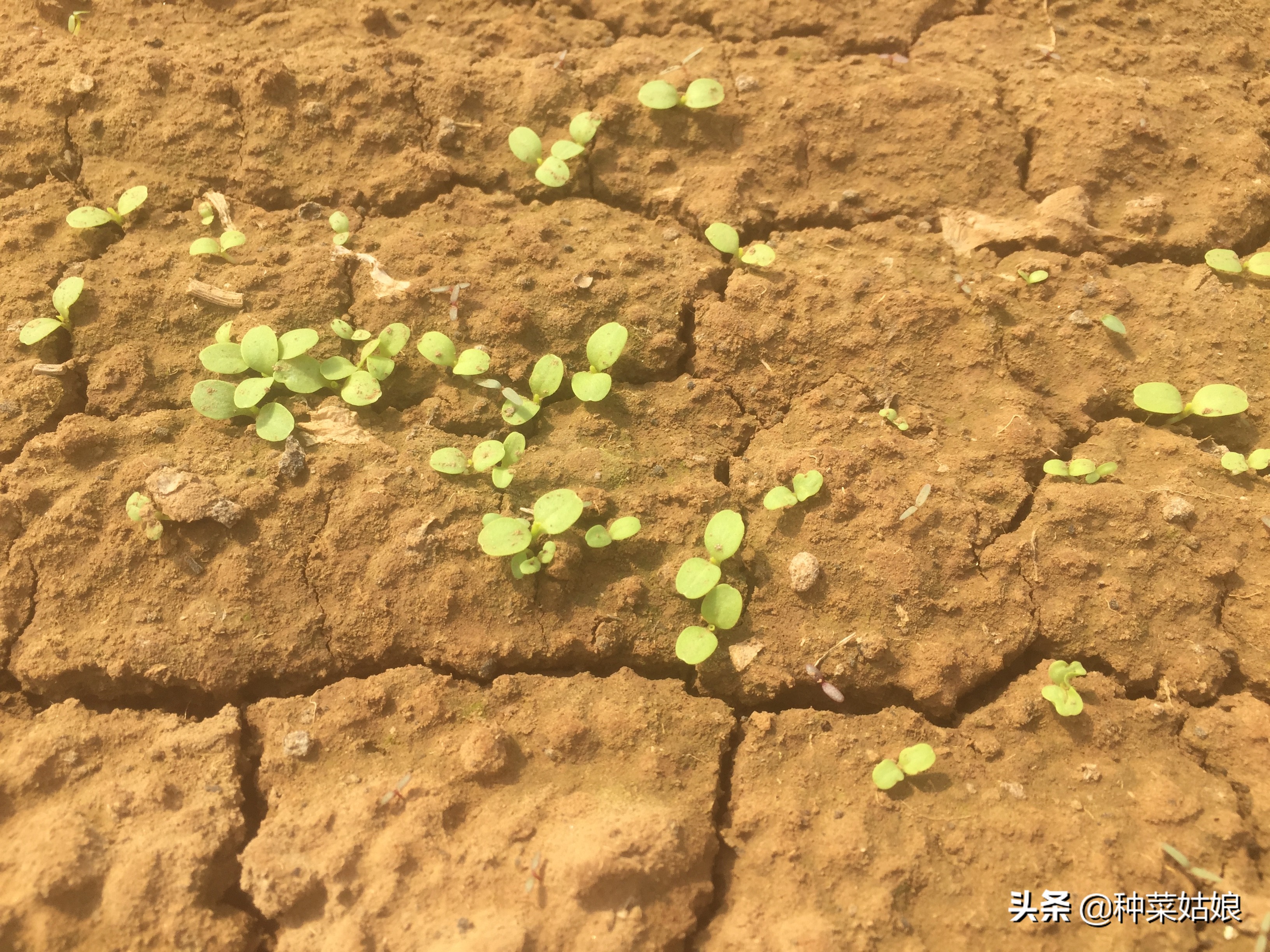 清明前后种什么瓜种什么豆,清明前后种什么瓜种豆好