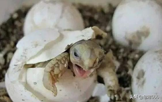 龟蛋无法孵化的表现,怎么判断龟蛋的胚胎是否存活