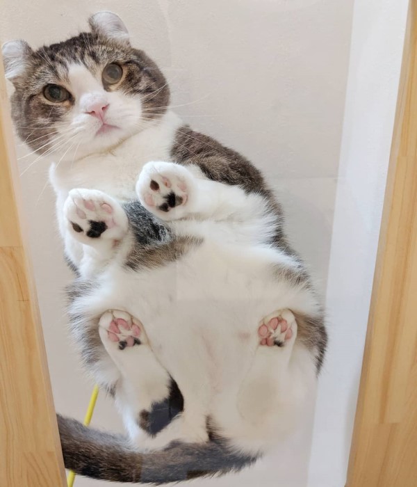 铲屎官和猫主子一起摇头,铲屎官一惊一乍吓猫咪一跳