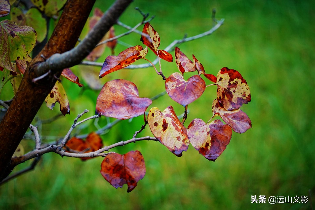 索尼黑卡二怎么拍,索尼黑卡2大光圈拍视频