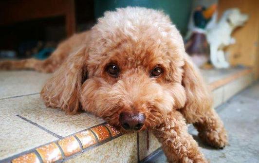 泰迪犬吃狗粮需要注意什么,泰迪犬训练期间吃什么狗粮