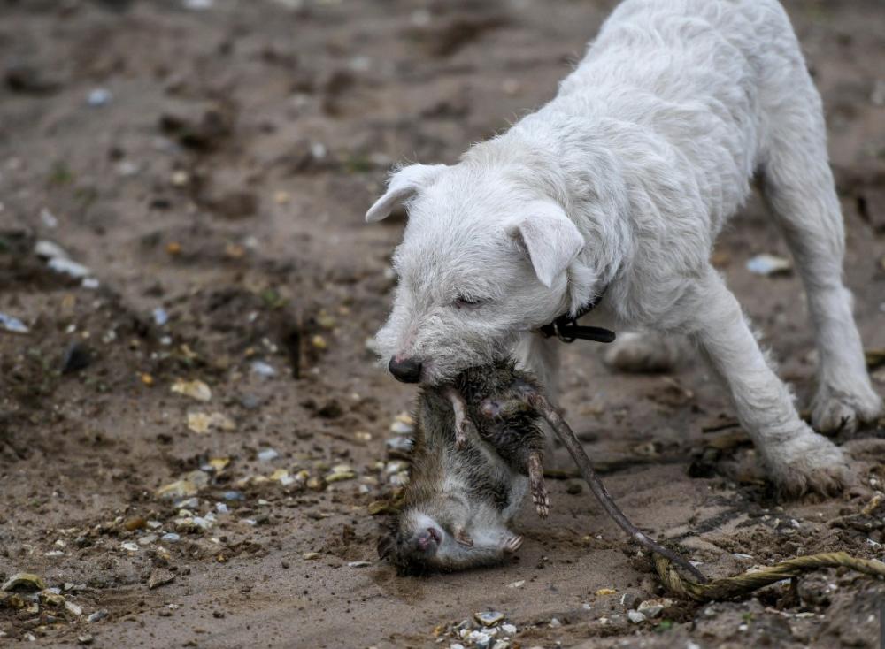 澳大利亚鼠灾现场视频,澳大利亚鼠灾真实事件