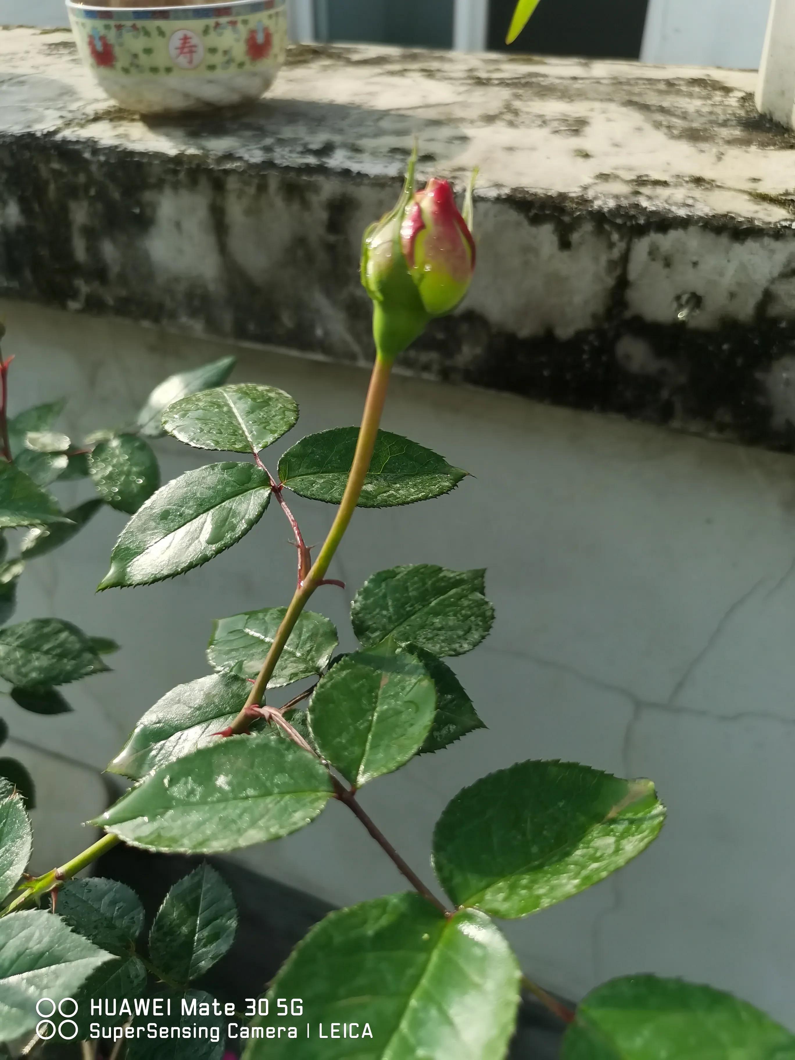 在闲鱼上买花草靠谱吗,闲鱼上买花靠谱