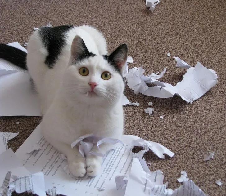 万万没想到猫咪是这样出现的,万万没想到猫