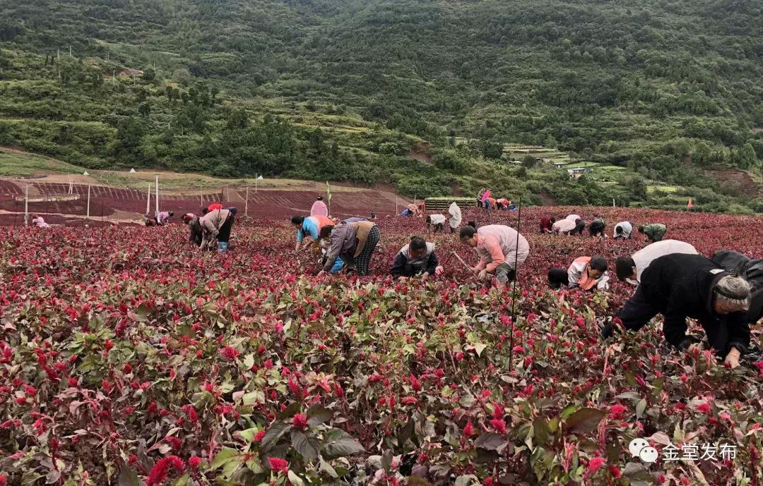 震撼500平巨幅国旗,巨型五星红旗升起