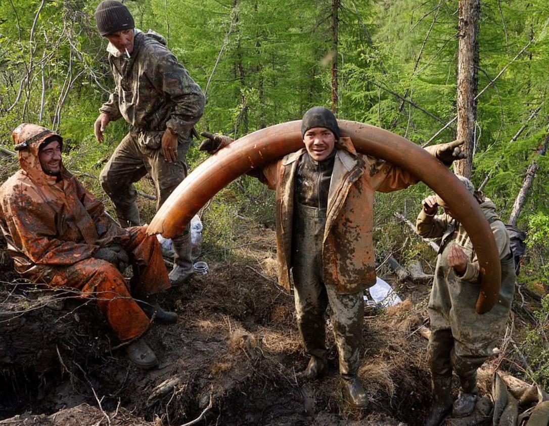 中国挖掘猛犸象牙,战斗民族挖到冰面