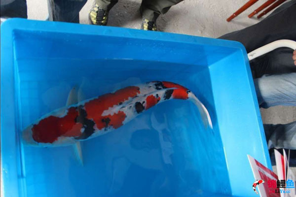 富贵锦鲤鱼黄金,富贵锦鲤鱼核雕