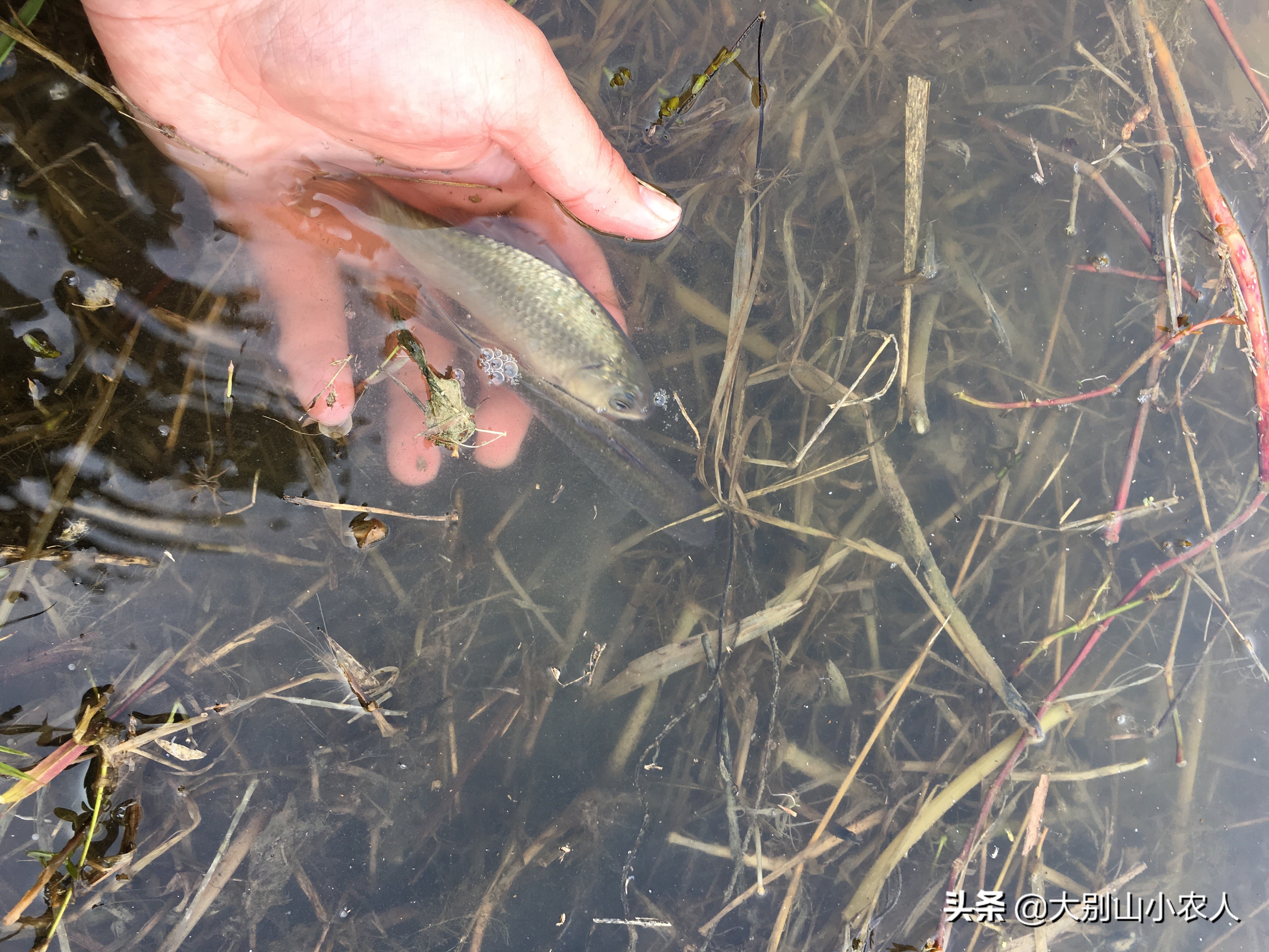 秋天为什么鱼越来越难钓,为什么今年鱼难钓