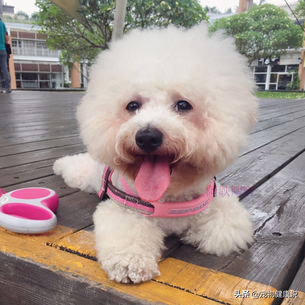 小狗吃完驱虫药的正常表现,小狗吃了驱虫药有什么症状