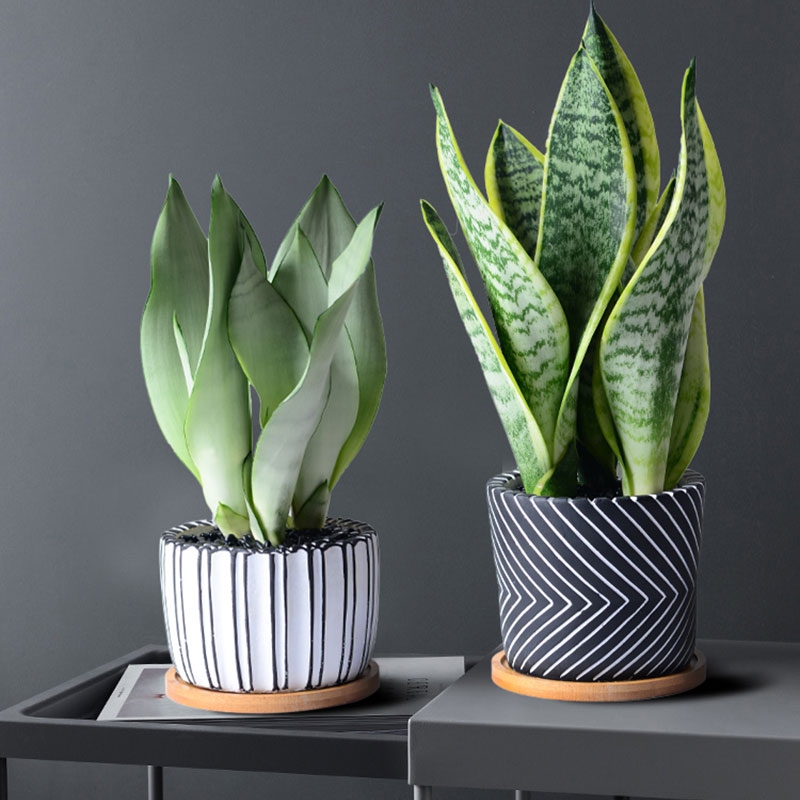 好看又好养的盆花,人养花也养人