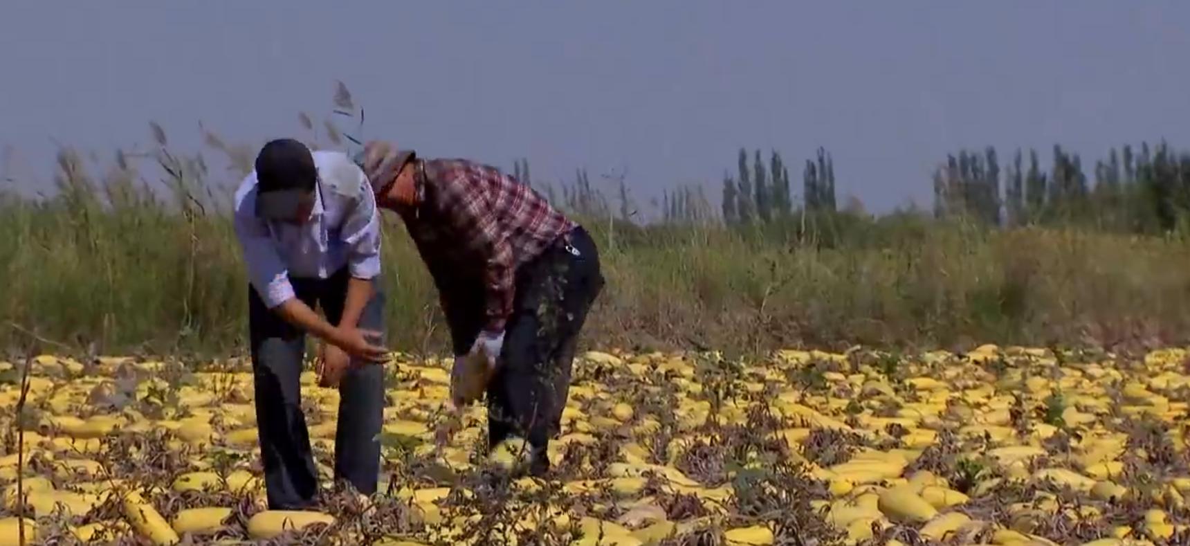 黑龙江西葫芦种植,农民种植西葫芦亩收入