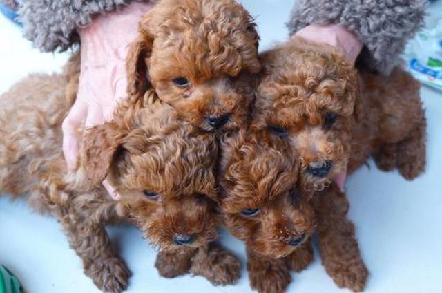 狗狗洗澡注意事项和禁忌,狗狗不能洗澡的五个时期