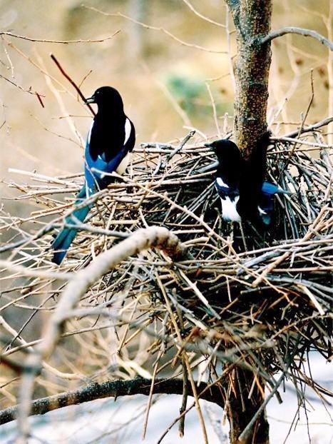 野生的鸟儿该怎么处理,鸟类如何躲避风雨