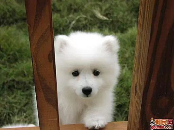 鐙楃嫍澶у叏鍙埍,鍙埍鐨勫皬鐙楃嫍閫佺粰鐖辩嫍浜哄＋