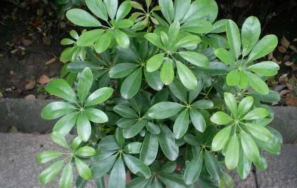 小苏打养花的妙用茉莉可以用吗,怎么让小苏打清洁作用发挥最大