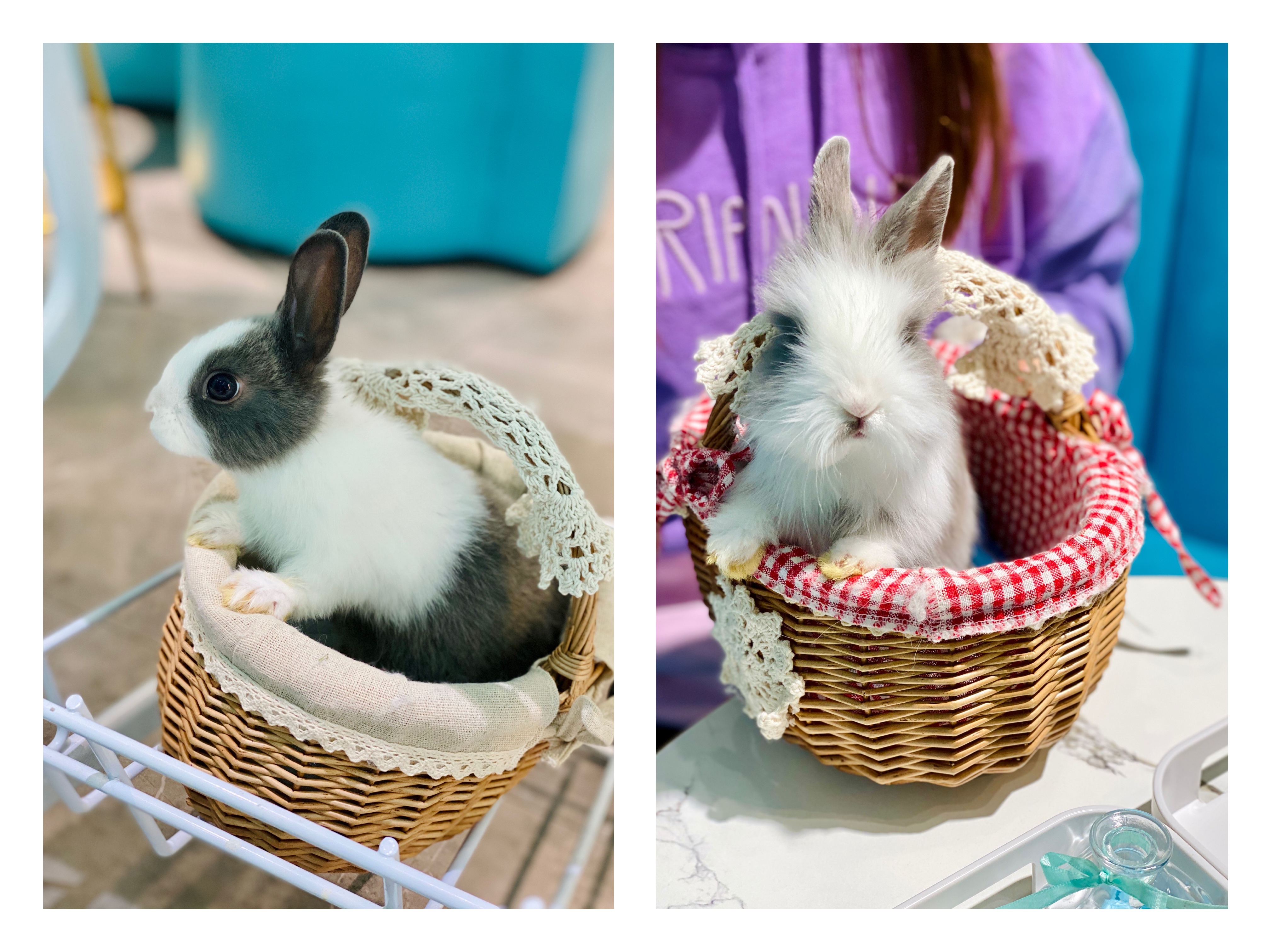 撸动物的网红店顺德,撸小动物的网红店北京世纪金源