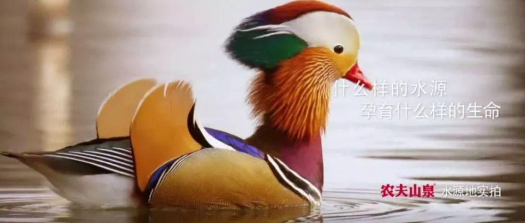 农夫山泉天然矿泉水系列产品大全,农夫山泉品牌有天然矿泉水吗