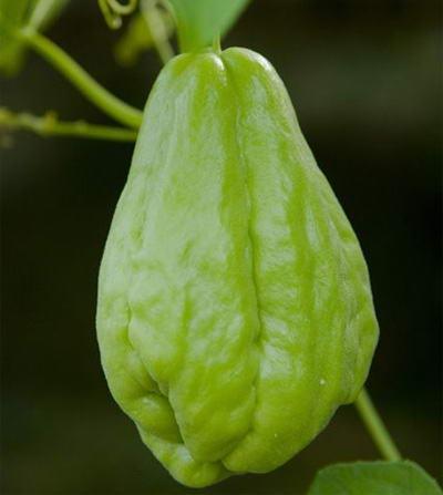 佛手瓜瓜形如两掌合十，有祝福之意，深受人们喜爱