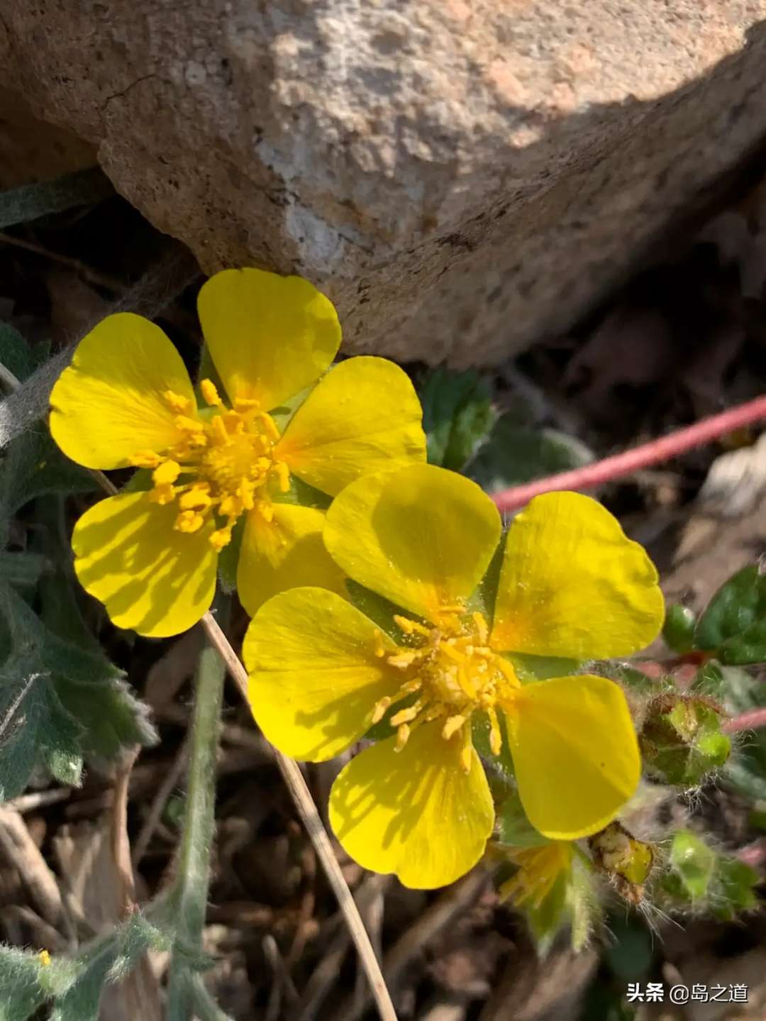 含12生肖的植物名,用十二生肖组成的植物名