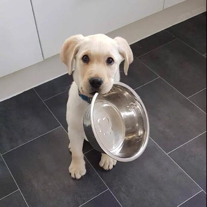 狗狗缺钙有什么办法可以快速补钙,狗狗缺钙补钙针