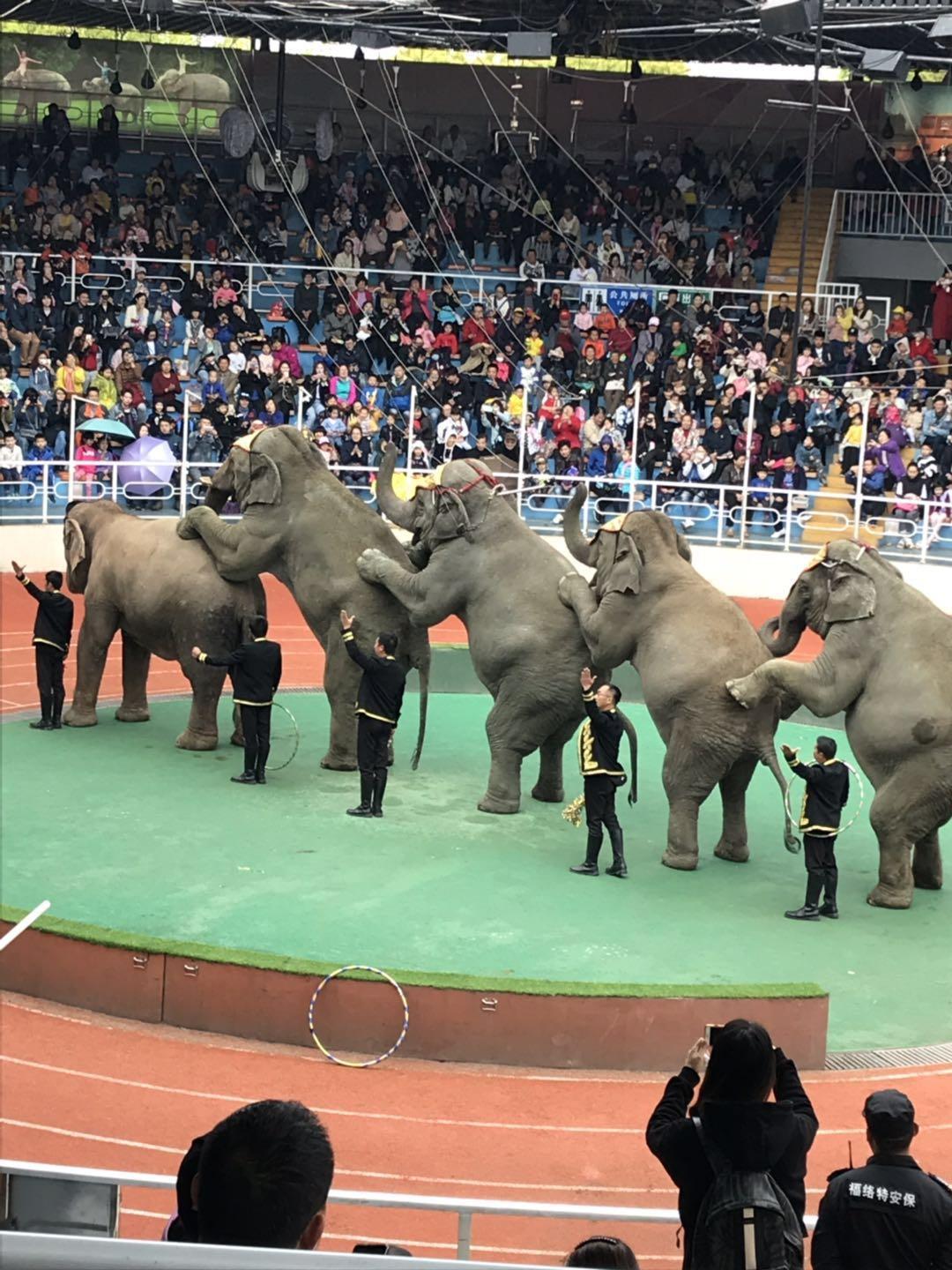上海野生动物园太阳广场节目安排,上海野生动物园建议游玩时间