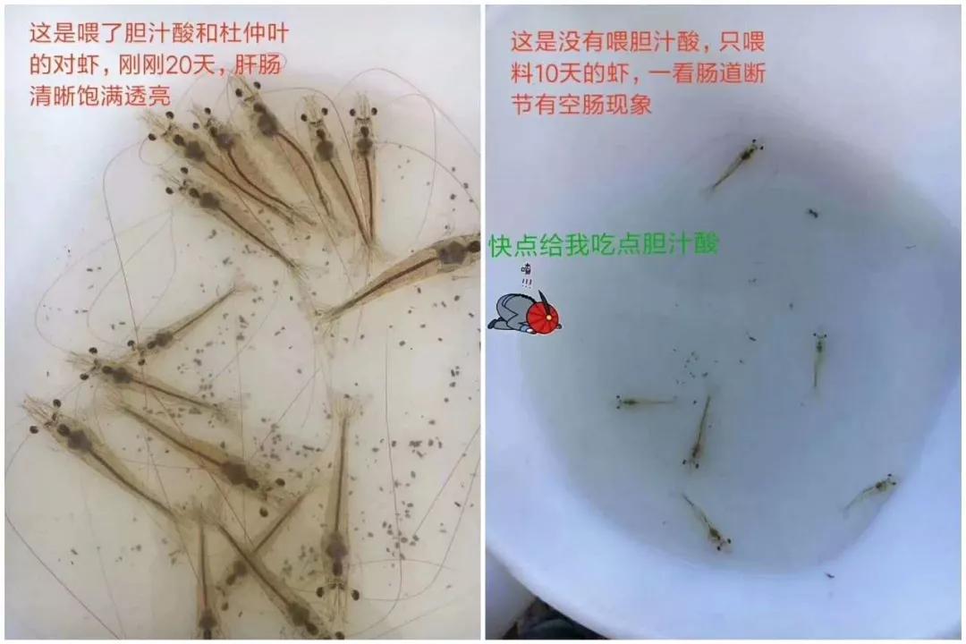 南美白对虾肠炎一般多大会出现,南美白对虾肠炎是什么原因引起的