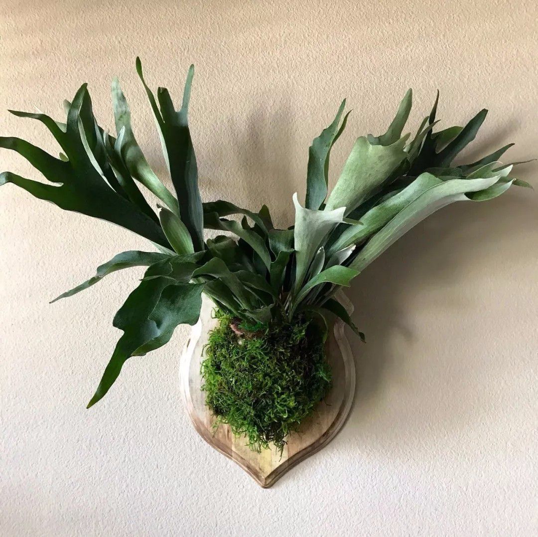 办公室大型盆栽植物大全,办公室不怕冻的绿植盆栽有哪些