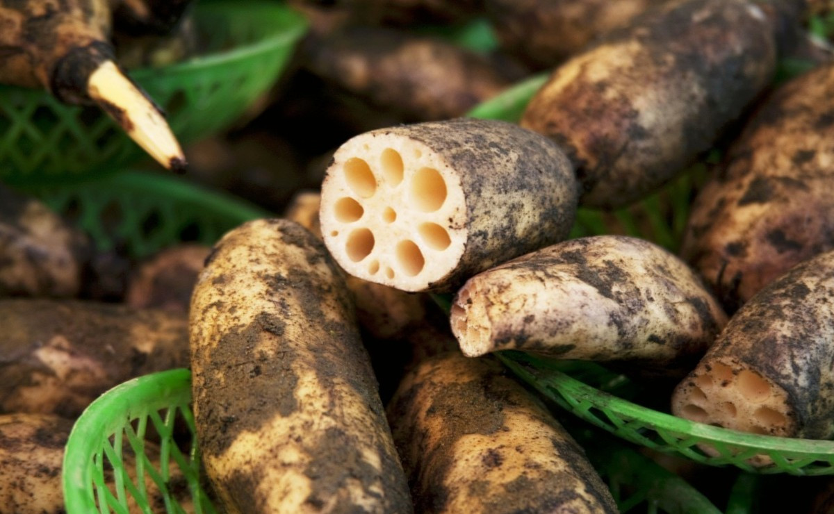 菜藕要种几年才开花,盆栽菜藕的从种植到收获时间