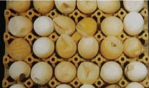 解决各种养殖过程中的霉菌问题,十大养殖病害排行