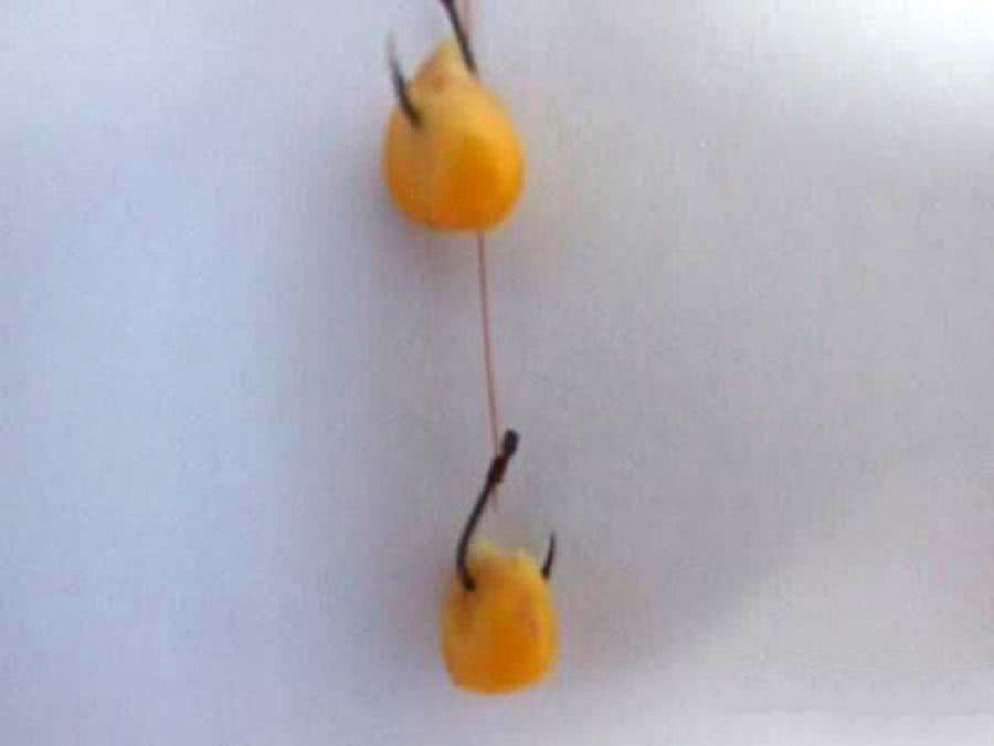 为什么都用玉米钓鱼,为什么用玉米一直钓到罗非鱼