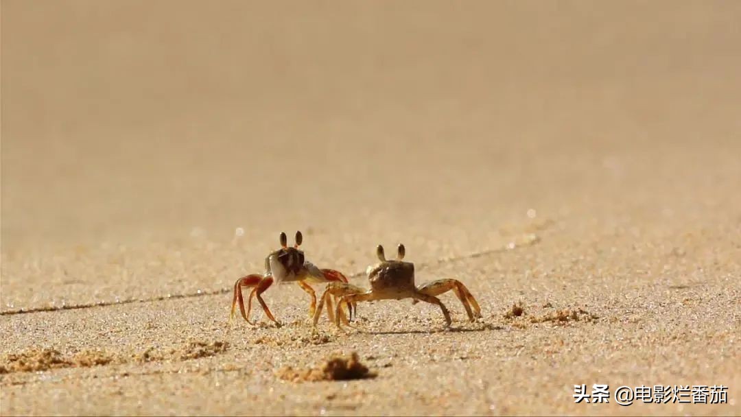 这几部值得珍藏的电视剧,十大必看的国产纪录片