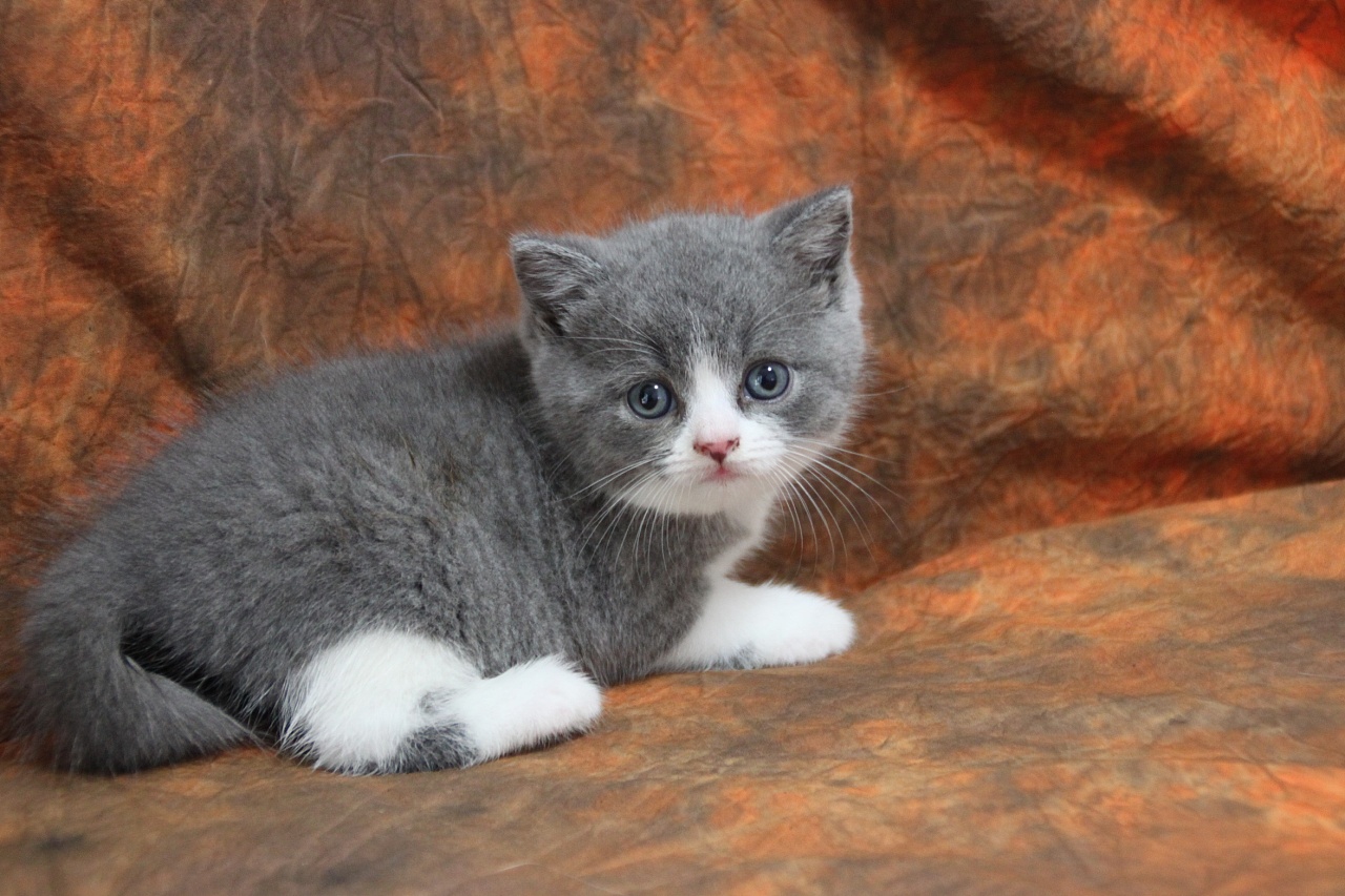 家里养一只英国短毛猫,英国短毛猫和美国短毛猫哪个好养