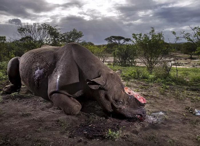 文玩背后的阴暗——鲜血淋漓惨不忍睹！人性居然能恶毒到如此地步