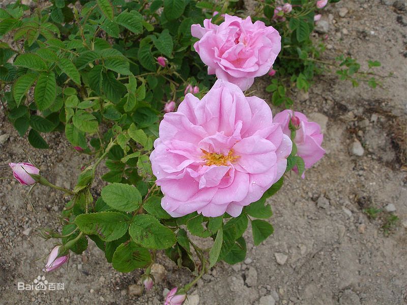 玫瑰皇后葡萄苗,玫瑰皇后苹果苗