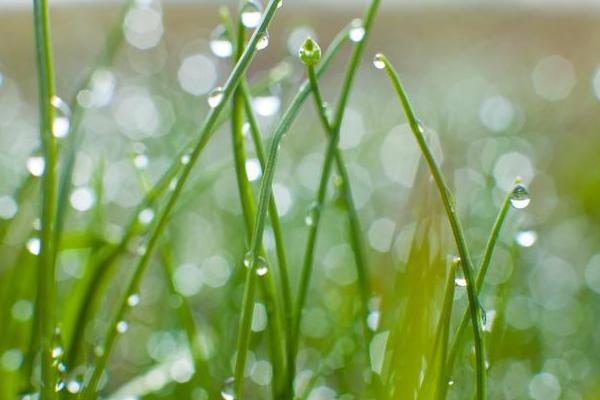 闰四月吃树叶是啥意思,闰四月可以吃树叶吗