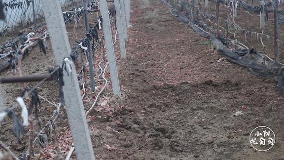 葡萄僵苗怎么处理才能快速生长,怎样管理葡萄才挂果多